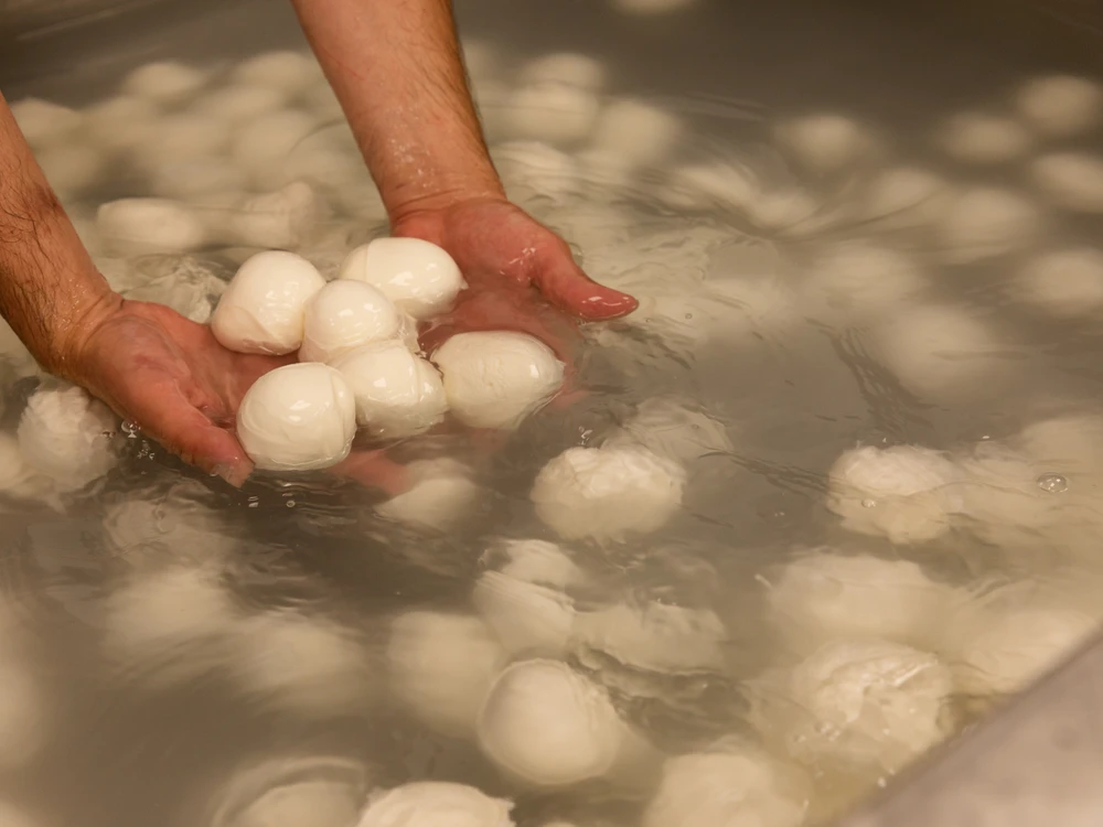 Fresh Mozzarella