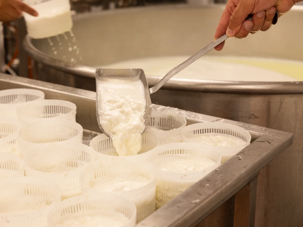 A person is pouring curds into basket molds to allow further draining of the whey