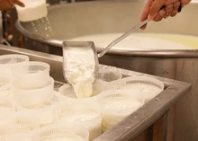 A person is pouring curds into basket molds to allow further draining of the whey