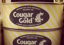 Cougar Gold