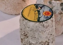 Charolais