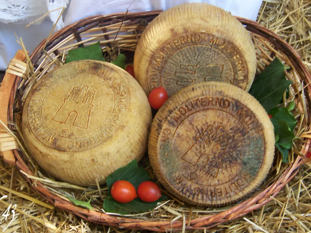 Three wheels of Canestrato cheese are placed in a basket, accompanied by green leaves and tomatoes.